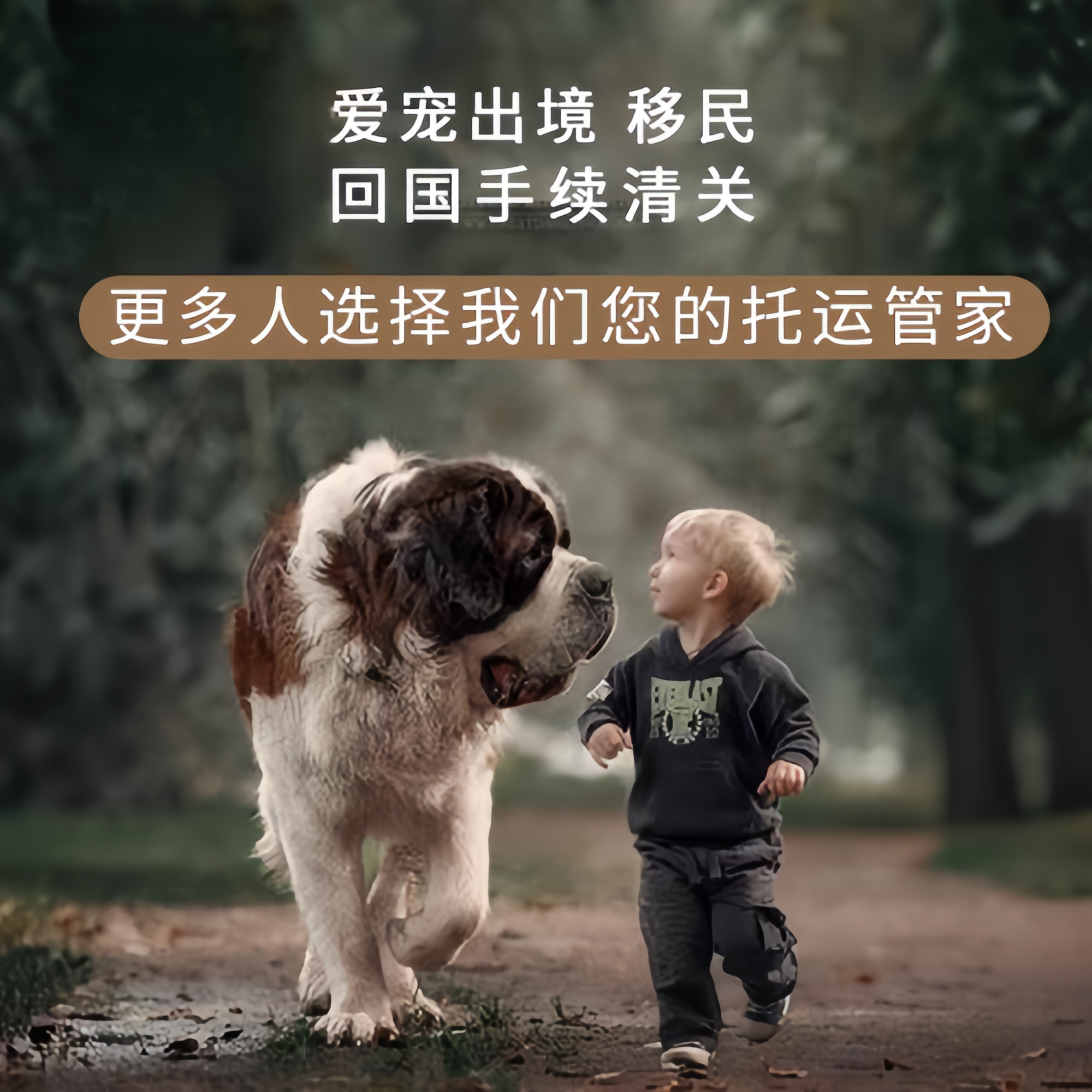 满财巢湖市宠物全球达宠物托运在遵守入境目的地政策的条件